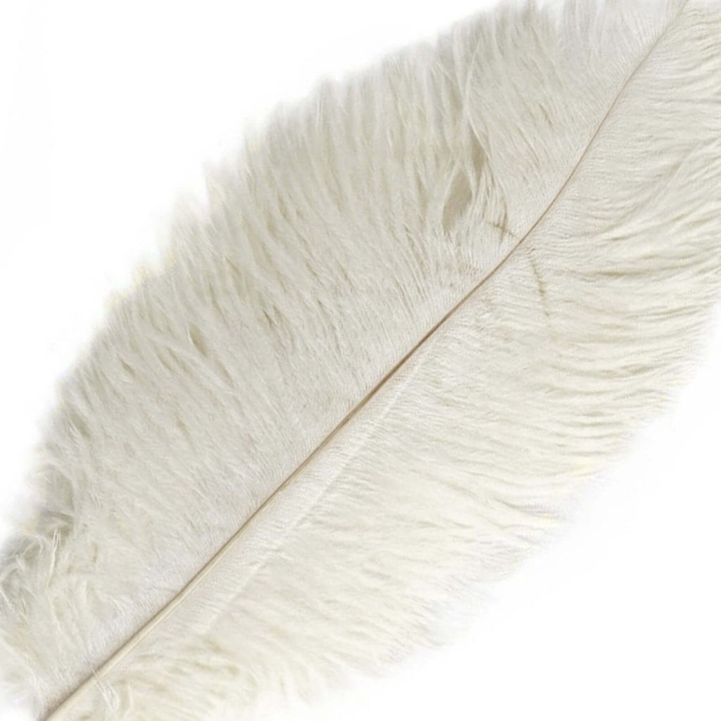 12 Pack 13"-15" Ivory Natural Plume Real Ostrich Feathers, DIY Centerpiece Fillers