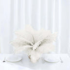 12 Pack 13"-15" Ivory Natural Plume Real Ostrich Feathers, DIY Centerpiece Fillers