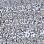 5 Pack Sequin Spandex Chair Sashes Silver - Stretch Chair Bands 6"x15"